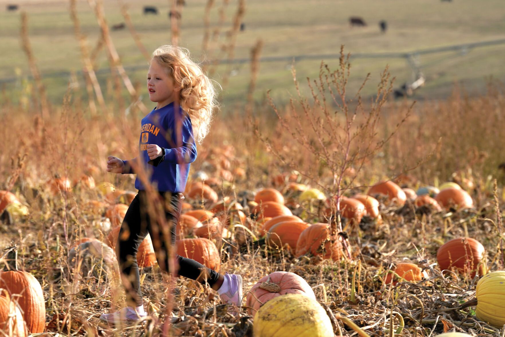 Pumpkin Patch Standalones 006.jpg
